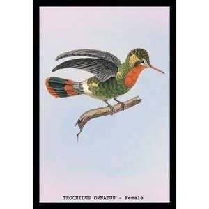  Vintage Art Hummingbird Trochilus Ornatus   Female 
