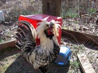  Hatching Eggs 6+ Silver Laced Standard Bearded Polish Pure Breds
