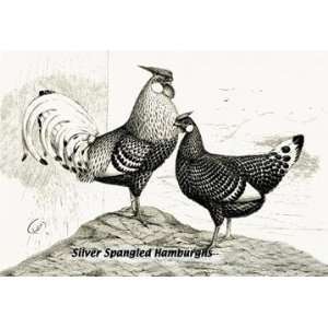  Silver Spangled Hamburghs 24x36 Giclee