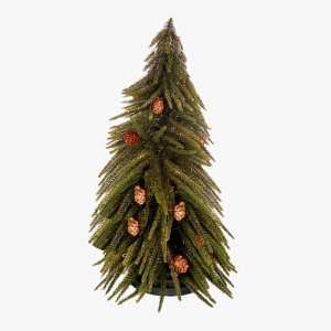 Norfolk Pine