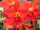 Slc. Rajahs Ruby Sweetheart Hybrid Orchid Plant [C