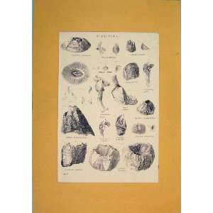  Cirripeds Shell Ocean Sea Creature Insect Worm Print