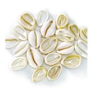 Darice(R) Cowrie Shell Beads   25PK/Ivory Arts, Crafts & Sewing