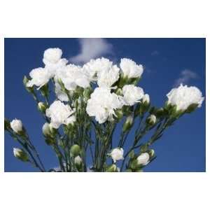 White Spray Carnations 300 Grocery & Gourmet Food