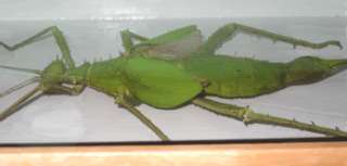 190 mm. Heteropteyx Dilatata Taxidermy In Wood Box  
