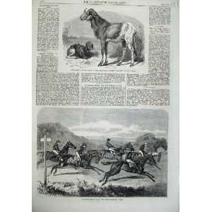   1866 Long Eared African Sheep Salisbury Races Horses
