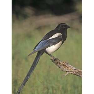  Black Bellied Magpie, Pica Hudsonia, North America 