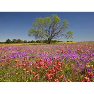 Spring Mesquite Trees Growing in Wildflowers, Texas, USA Photographic 