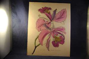 Beautiful Original Water color of a Cattleya Orchid  