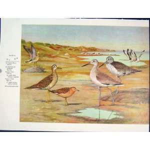  Birds Old Print Upland Plover Willet Color Fine Art