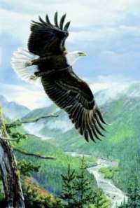 AL Agnew S/N BALD Eagle Print SOARING SPIRT  