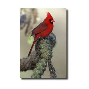  Northern Cardinal On Cholla Cactus Arizona Giclee Print 