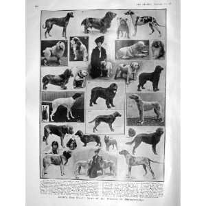 1908 CRUFTS DOG SHOW ISLINGTON BAZAR VALLEY ZAKKA KHELS 
