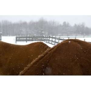  Horses backs in snow, Limited Edition Photograph, Home 