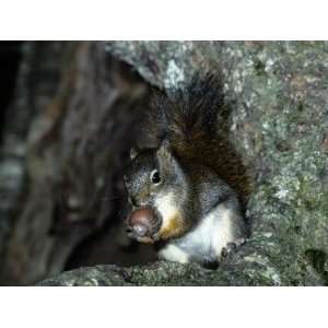 Red Squirrel (Tamiasciurus Hudsonicus) Great Smokey 