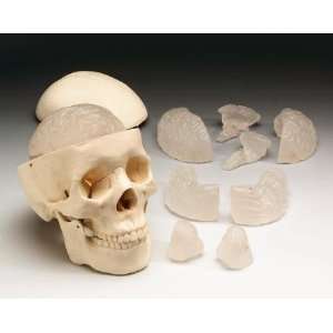 Skull Budget Classroom Model with 8 Part Brain  Industrial 