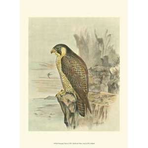  Peregrine Falcon by F.W. Frohawk. Size 8.00 X 10.00 Art 