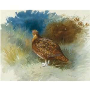     Archibald Thorburn   24 x 24 inches   Grouse 1