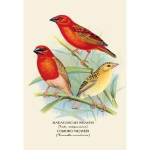  Madagascar Weaver; Comoro Weaver 12x18 Giclee on canvas 