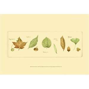  Leaves & Seeds II   Poster by Nancy Shumaker (19x13)