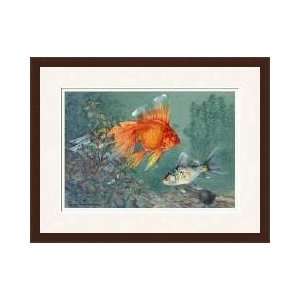 Veiltail And Shubunkin Swim Together Through Ludwigia Framed Giclee 