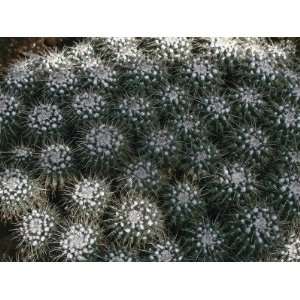 Close Up of a Mother of Hundreds Cactus Plant (Mammillaria Compressa 