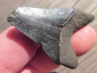   SHARK Tooth Fossil Megladon Fish Teeth PEACE RIVER FLORIDA USA  
