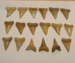 IDD fossils GREAT WHITE shark tooth fossil 45 48mm  