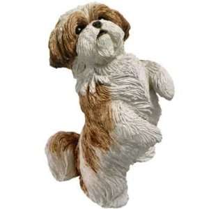 Shih Tzu   Small Size