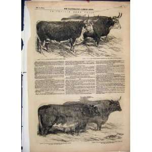  1851 Smithfield Prize Cattle Hereford Ox Heifer Print