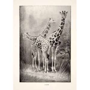   Wildlife Charles Whymper   Original Halftone Print
