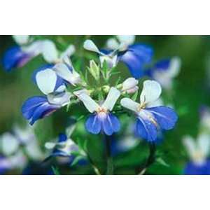  Blue eyed Mary  50 Seeds Patio, Lawn & Garden
