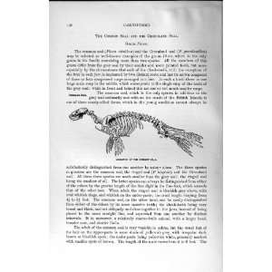  SKELETON COMMON SEAL CARNIVORES NATURAL HISTORY 1894