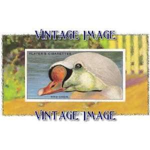   5cm) Acrylic Keyring Bird King Eider Vintage Image