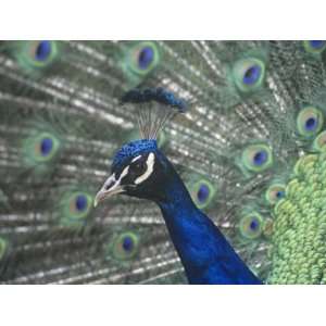  Close Up of a Male Peacock Displaying (Pavo Cristatus 