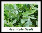 GARDEN ROCKET (Eruca Sativa) Herb/Vegetable X 150 Seeds