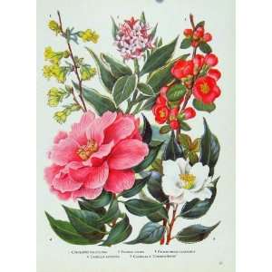  Corylopsis Daphne Camellia Flower Plant Color Old Print 