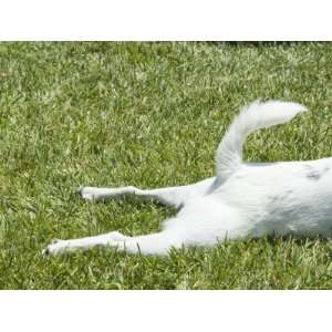  Tail and Part of Dog Laying on Grass, Santa Barbara 