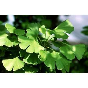 Ginkgo Maidenhair Tree   Quart Pot Grocery & Gourmet Food