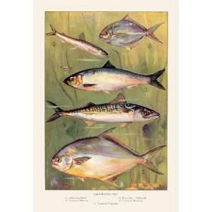   Exclusive By Buyenlarge Saltwater Fish #1 20x30 poster
