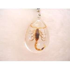  Real Scorpion Lucite Cellphone Charm 