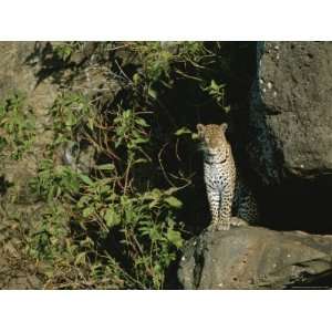  A Female Leopard at the Entrance to Her Den Stretched 