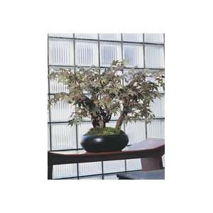  Japanese Maple Bonsai Tree   Large Patio, Lawn & Garden