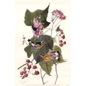   Warbler   Poster by John James Audubon (11x17)