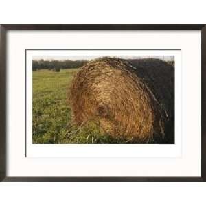  Hay Bales in Fields Near Bell Buckle, Tennessee Framed 