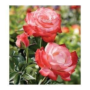  Sheer Magic Hybrid Tea Rose Patio, Lawn & Garden