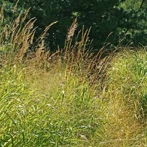  Tall Grass Seed Mixture Patio, Lawn & Garden