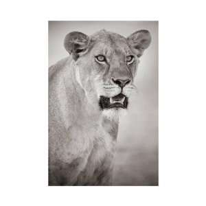  Andy Biggs   Lioness Portrait Giclee