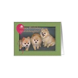   Granddaughter Birthday Card with Three Pomeranians Card Toys & Games