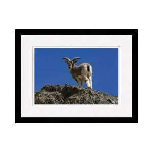  Blue Sheep On Cliff In Hemis National Park Kashmir India 